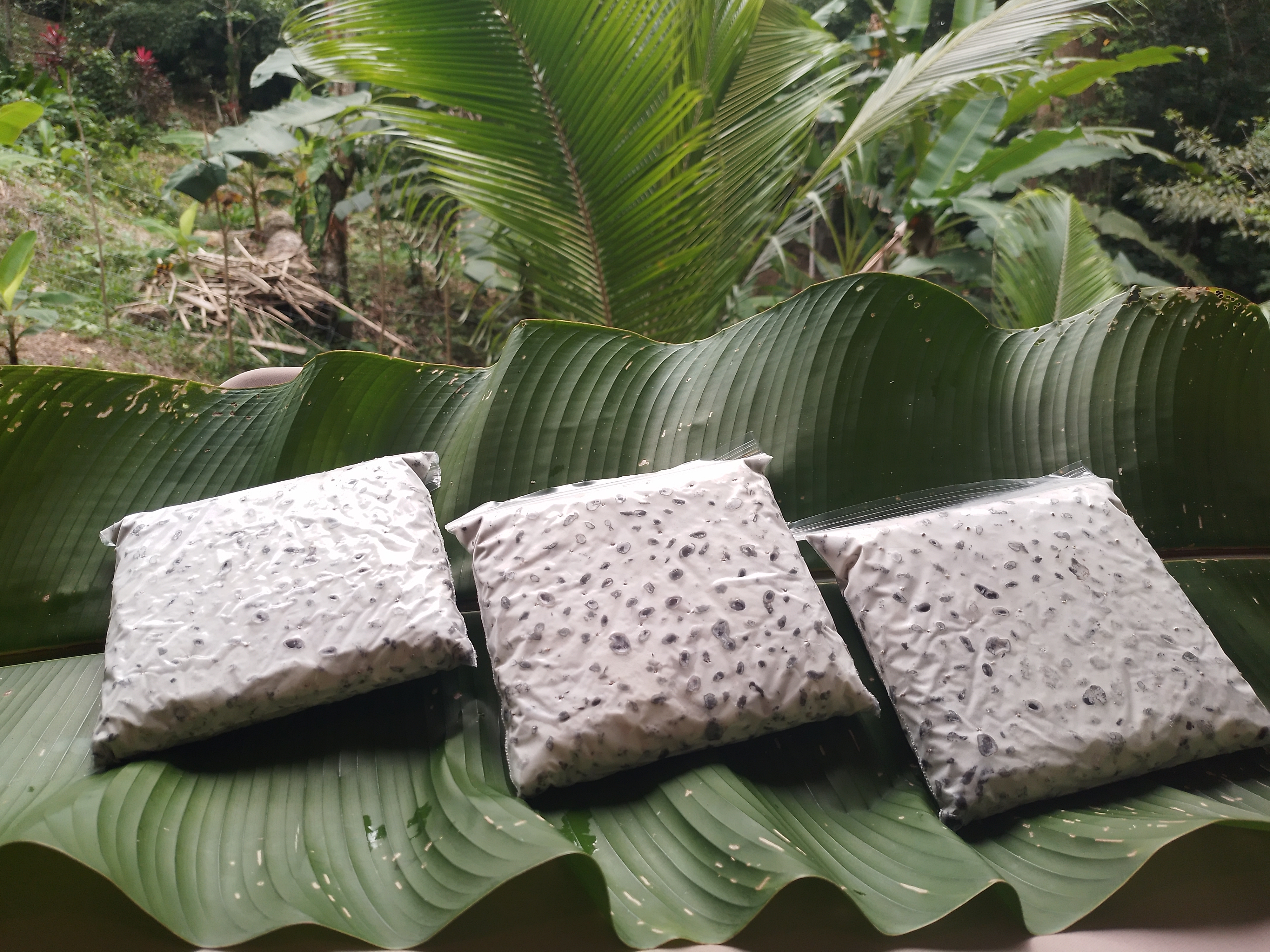 Tempeh